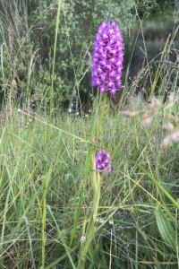 <i>Anacamptis pyramidalis</i>