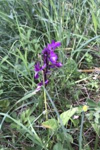 <i>Anacamptis laxiflora</i>