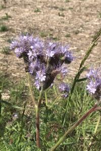 <i>Phacelia tanacetifolia</i>