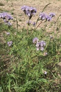 <i>Phacelia tanacetifolia</i>