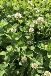 <i>Trifolium repens</i>