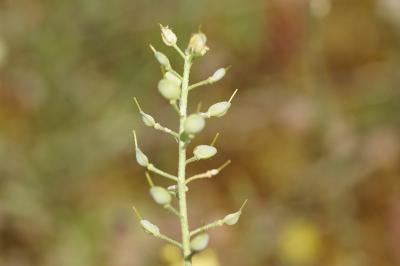 <i>Alyssum montanum</i>