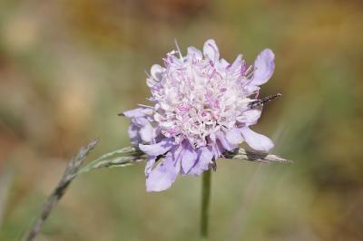 <i>Scabiosa columbaria</i>