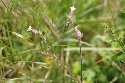 <i>Silene latifolia</i>