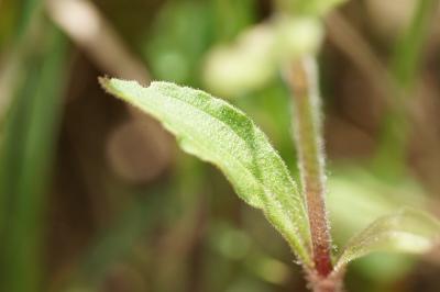<i>Silene latifolia</i>