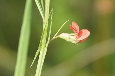 <i>Lathyrus sphaericus</i>