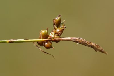 <i>Carex liparocarpos</i>