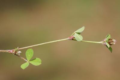 <i>Trifolium striatum</i>