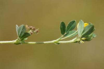 <i>Medicago minima</i>