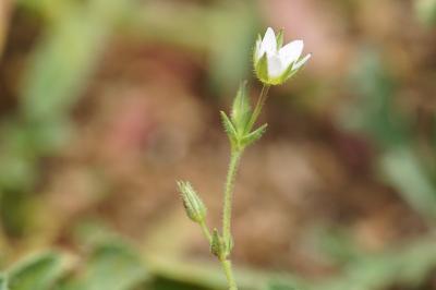 <i>Arenaria serpyllifolia</i>