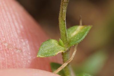 <i>Arenaria serpyllifolia</i>