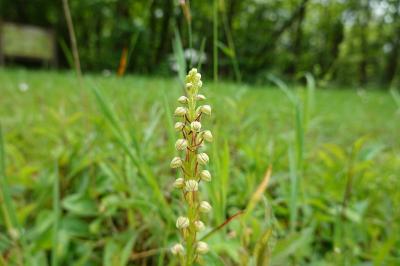 <i>Orchis anthropophora</i>