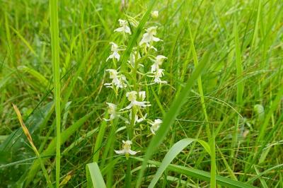 <i>Platanthera chlorantha</i>