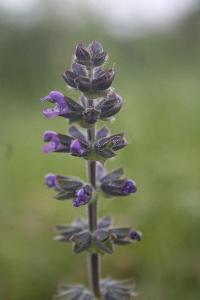 <i>Salvia verbenaca</i>