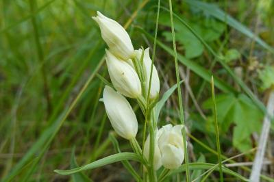 <i>Cephalanthera damasonium</i>
