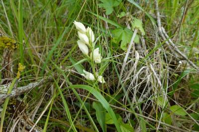 <i>Cephalanthera damasonium</i>