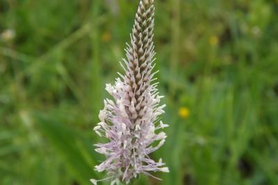 <i>Plantago media</i>