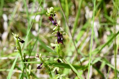 <i>Ophrys insectifera</i>