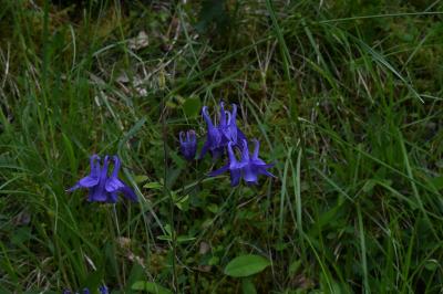 <i>Aquilegia vulgaris</i>