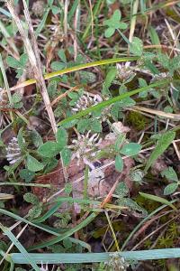 <i>Trifolium glomeratum</i>