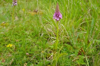 <i>Anacamptis pyramidalis</i>