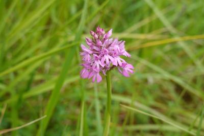 <i>Anacamptis pyramidalis</i>