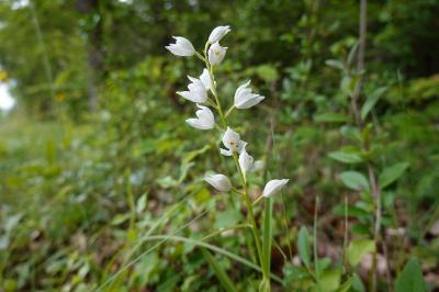 <i>Cephalanthera longifolia</i>