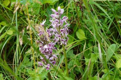 <i>Orchis simia</i>