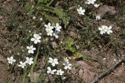 <i>Arenaria montana</i>