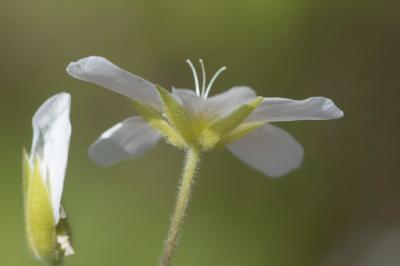 <i>Arenaria montana</i>