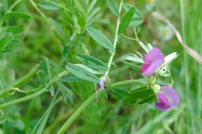 <i>Vicia sativa</i>