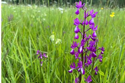 <i>Anacamptis laxiflora</i>