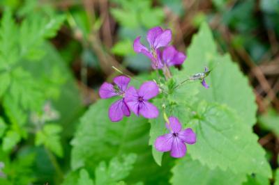 <i>Lunaria annua</i>