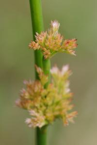 <i>Juncus effusus</i>
