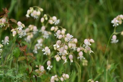 <i>Silene vulgaris</i>