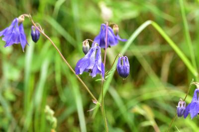 <i>Aquilegia vulgaris</i>
