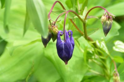 <i>Aquilegia vulgaris</i>