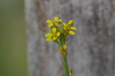 <i>Sisymbrium officinale</i>