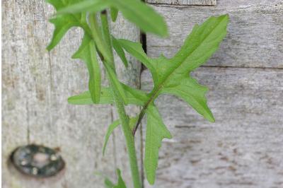 <i>Sisymbrium officinale</i>