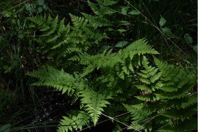 <i>Dryopteris carthusiana</i>