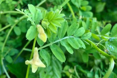 <i>Vicia hybrida</i>