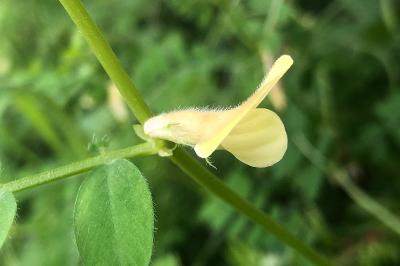 <i>Vicia hybrida</i>