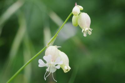<i>Silene vulgaris</i>