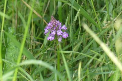 <i>Anacamptis pyramidalis</i>