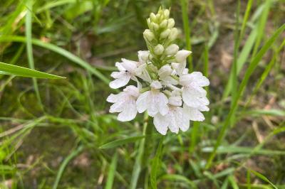 <i>Dactylorhiza maculata</i>