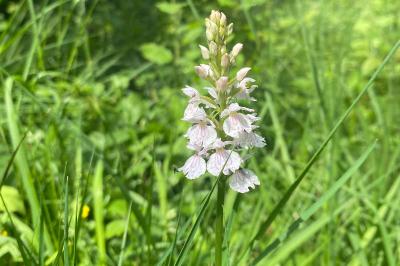<i>Dactylorhiza maculata</i>