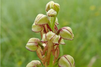 <i>Orchis anthropophora</i>