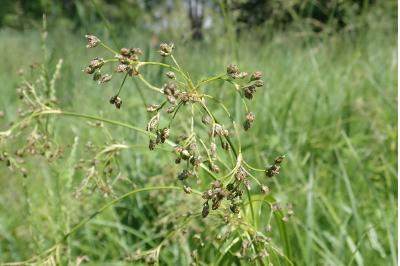 <i>Scirpus sylvaticus</i>