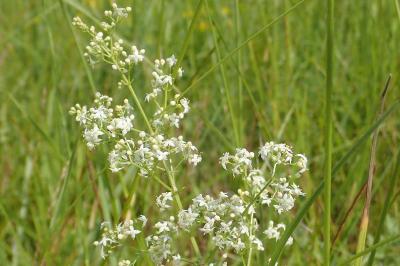 <i>Galium album</i>