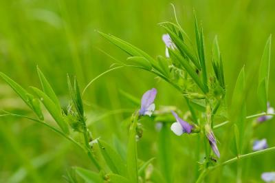 <i>Vicia bithynica</i>